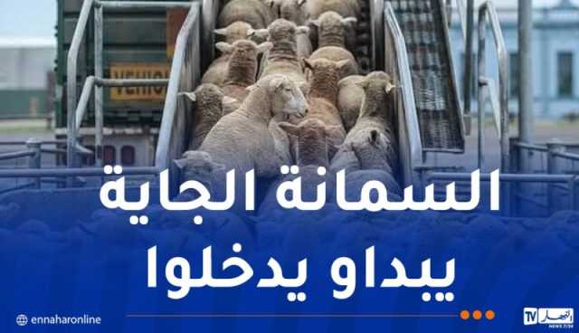 كباش من إسبانيا ورومانيا لعيد الأضحى