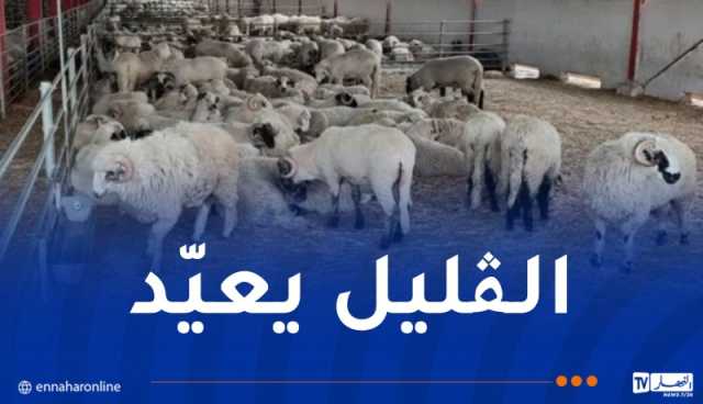 تحديد سعر أضحية العيد المستوردة بـ4 ملايين سنتيم
