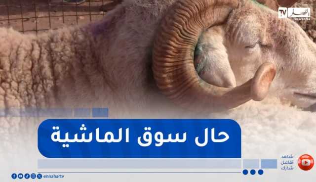 بشار:أسواق الماشية تشهد حركية في عمليتي البيع والشراء