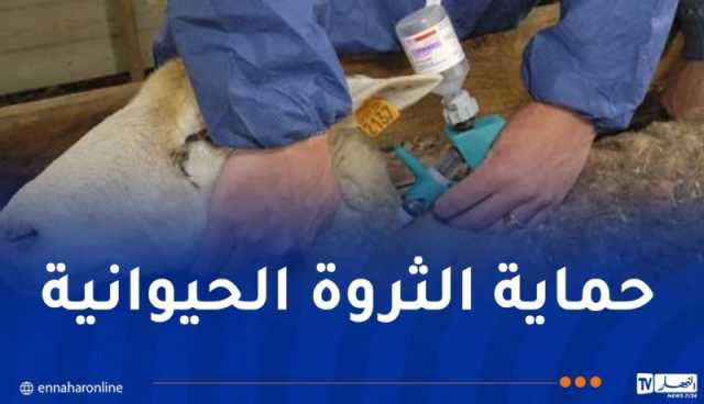 إنطلاق حملة تلقيح المواشي من الحمى القلاعية نهاية أفريل