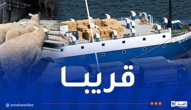 هذه مواصفات المواشي الإسبانية وموعد تصديرها إلى الجزائر