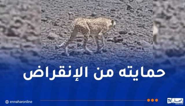 بعد إنتشار فيديو للفهد “أماياس” بالأهقار.. وزارة الثقافة تتحرك