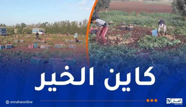 ردا على المضاربين.. إنطلاق عملية جني البطاطا بمستغانم