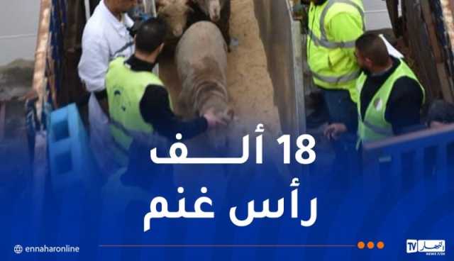 وصول الباخرة الثالثة المحملة بالأضاحي الرومانية إلى ميناء الجزائر