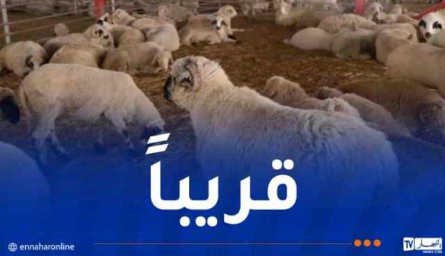 وزير الفلاحة يعلن عن موعد وأماكن بيع الكباش المستوردة للمواطنين
