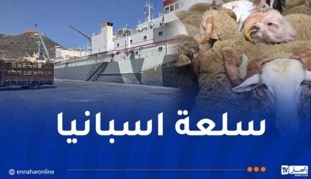 وهران.. وصول باخرة محملة بـ 13 ألف رأس غنم قادمة من اسبانيا