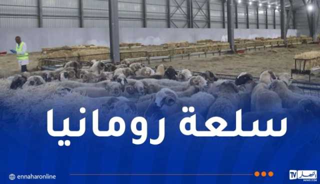 باخرة محملة بالأضاحي المستوردة تصل إلى ميناء بجاية