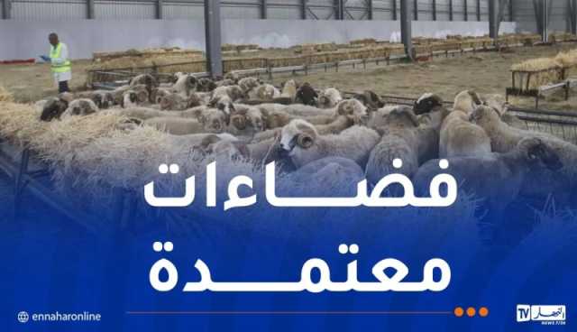هذه نقاط البيع المعتمدة لبيع الأضاحي المستوردة ببومرداس