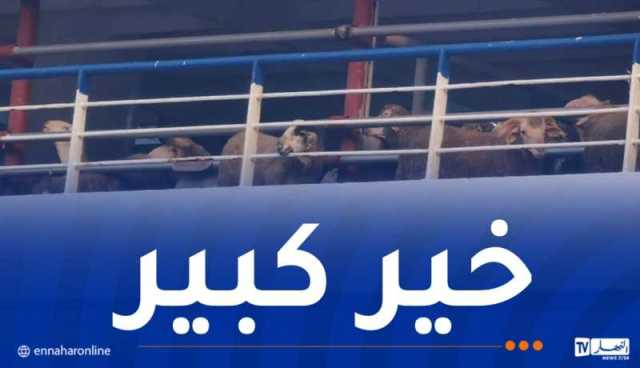 وصول أكثر من 12 ألف رأسا من الكباش الإسبانية إلى ميناء تنس