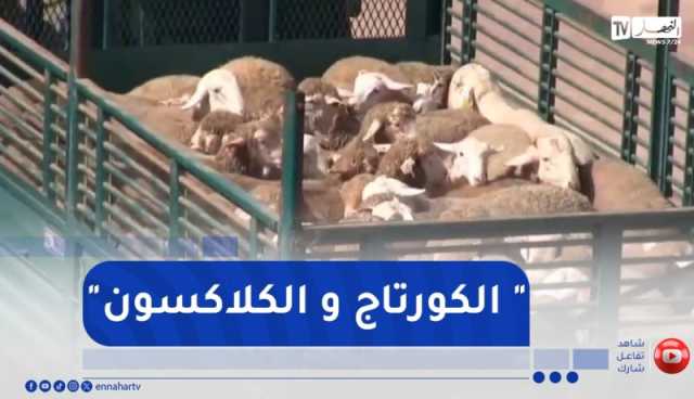 هكذا خرجت شاحنات نقل المواشي المستوردة من ميناء تنس