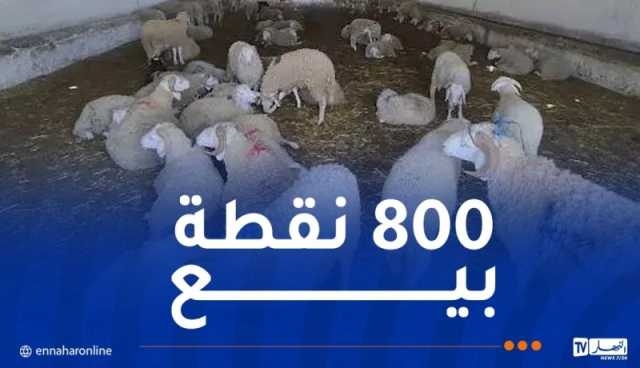الشركة الجزائرية للحوم الحمراء: إنطلاق عملية بيع الأضاحي بداية من الأسبوع المقبل