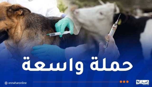 إطلاق حملة تلقيح واسعة ضد الحمى القلاعية للأبقار وداء الكلب