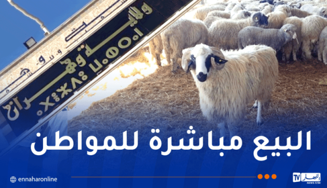 وهران.. بداية من الغد إنطلاق عملية بيع الأضاحي المستوردة بهذه الأماكن 