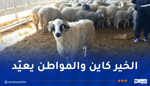 154 ألف كبش مستورد تصل موانئ الجزائر بداية من الثلاثاء إلى الجمعة