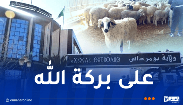 بداية من الغد ..  بيع الأضاحي المستوردة بولاية بومرداس 