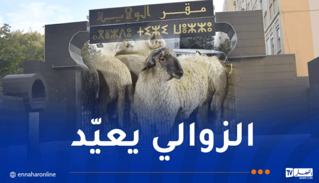 تيزي وزو.. هذه تفاصيل بيع الأضاحي المستوردة للمواطنين بداية من الغد 
