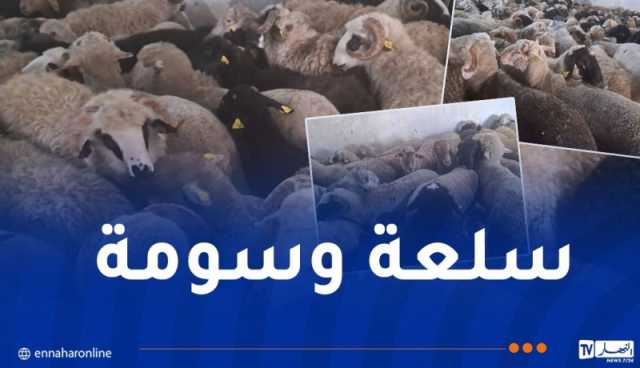 ميلة.. وصول أولى الدفعات من الأضاحي المستوردة  