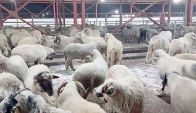 الأغواط.. بيع الأضاحي المستوردة للمواطنين مباشرة وبدون وساطة .. بهذه الشروط 