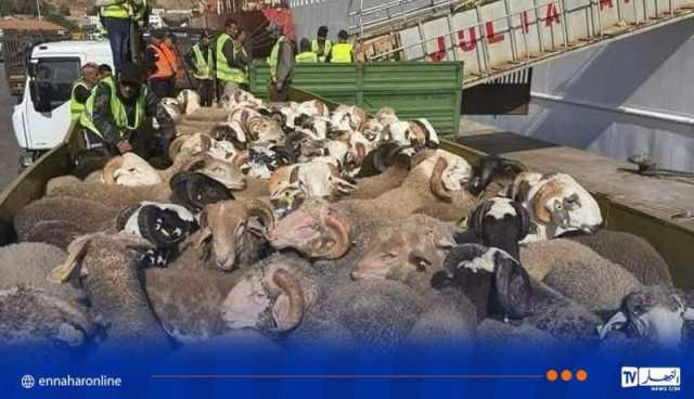 ميناء مستغانم سيستقبل السبت باخرة محمّلة بـ 8898 أضحية من إسبانيا
