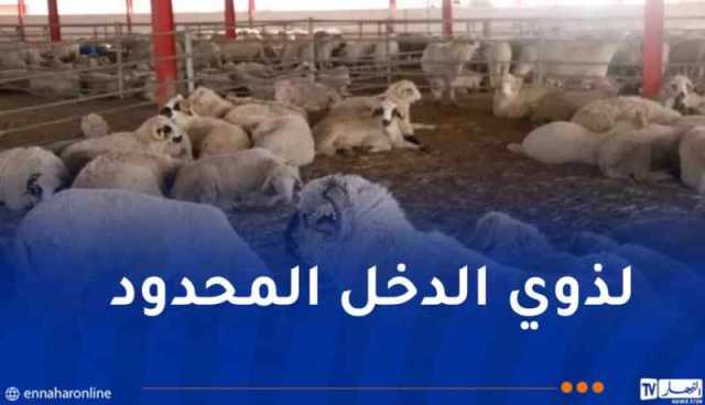 الدخل أقل من “5 ملايين”.. إعلان هام للراغبين في إقتناء أضاحي العيد المستوردة