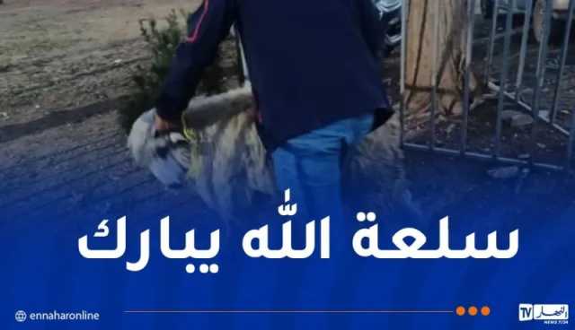 ڨالمة.. بداية من يوم الأربعاء .. إنطلاق عملية بيع الأضاحي المستوردة بهذه الشروط