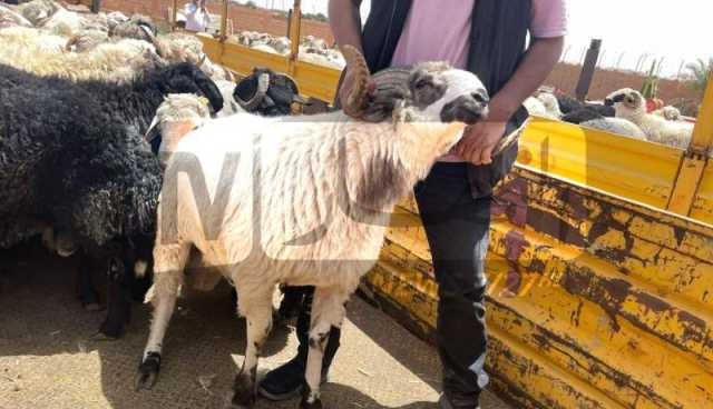 الطارف.. انطلاق بيع الأضاحي المستوردة للمواطنين بهذه الشروط