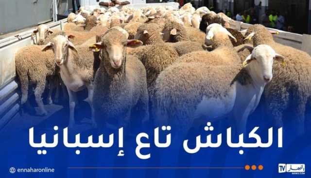 الشلف: وصول أكثر من 13 ألف رأس من الأضاحي الإسبانية