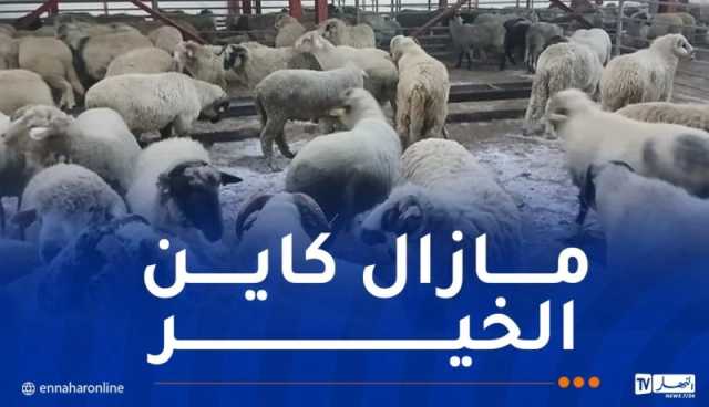 وزارة الفلاحة تكشف عن موعد نهاية بيع الأضاحي المستوردة