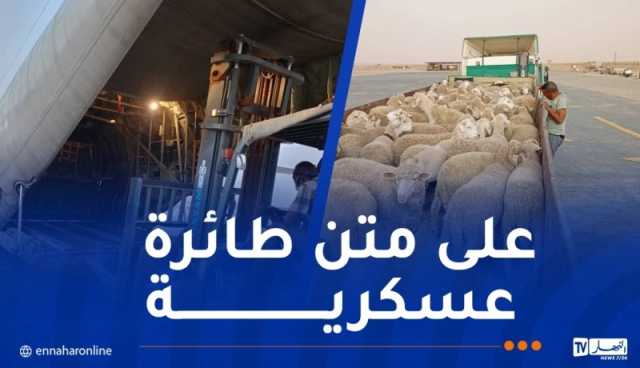 وصول أول دفعة من الأضاحي المستوردة إلى إن قزام