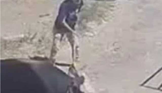 سطيف.. وفاة شخص تلقى ضربة من ثور كان بصدد ذبحه لعيد الأضحى