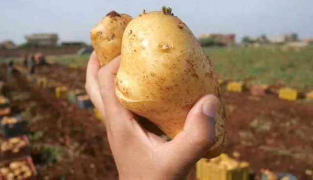 عين الدفلى.. الوصول إلى إنتاج 4 ملايين قنطار من البطاطا سنويا