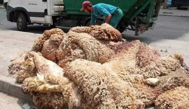 وزارة الصناعة: مشاركة واسعة في حملة جمع جلود الأضاحي