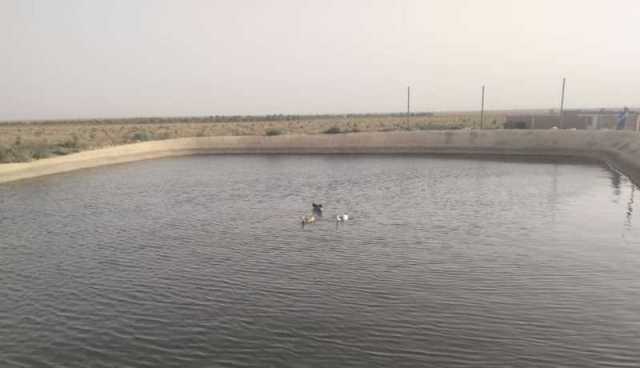 سعيدة.. انتشال جثتي غريقين من حوض مائي