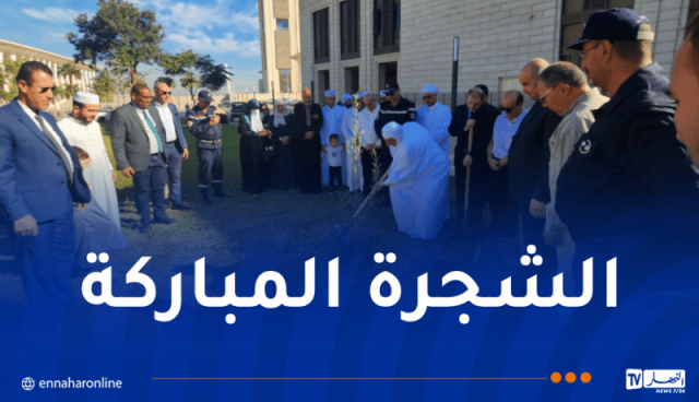 غرس 3 شجيرات زيتون بحدائق جامع الجزائر
