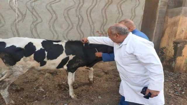 غدًا.. انطلاق الحملة القومية لتحصين المواشي ضد الحمى القلاعية والوادي المتصدع