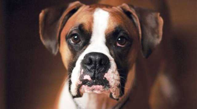 فقدت 9 آلاف درهم بعد خداعها بإعلان بيع كلب