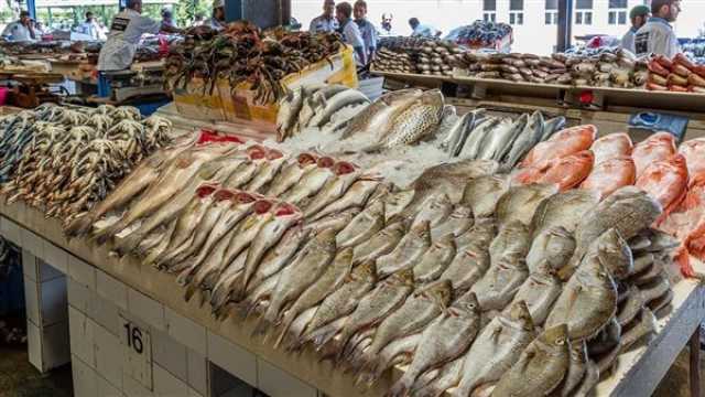 اقتصاد تراجع البلطى.. أسعار الأسماك والجمبرى اليوم الخميس 27 يوليو 2023
