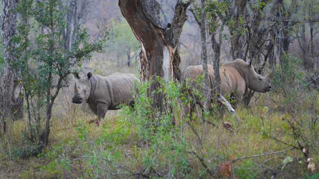 دراسة في أكسفورد تحذر: آلاف الحيوانات مهددة بالانقراض نتيجة الحرارة وتوسع الأنشطة البشرية