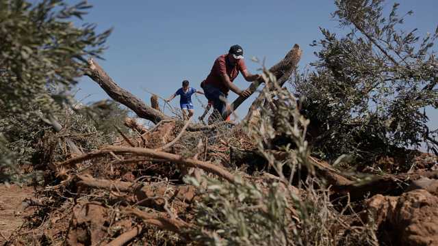 موسم الزيتون يتحوّل إلى كابوس للفلسطينيين في الضفة الغربية.. ووزارة الزراعة تطلق نداءً عاجلاً