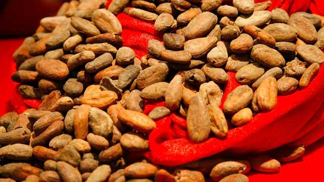 كيف يخفف الكاكاو من أضرار الجلوس لساعات طويلة؟.. دراسة تجيب