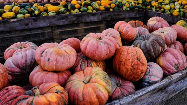 لماذا يعتبر اليقطين أكثر المنتجات الزراعية امتصاصا للملوّثات في التربة؟ دراسة تجيب