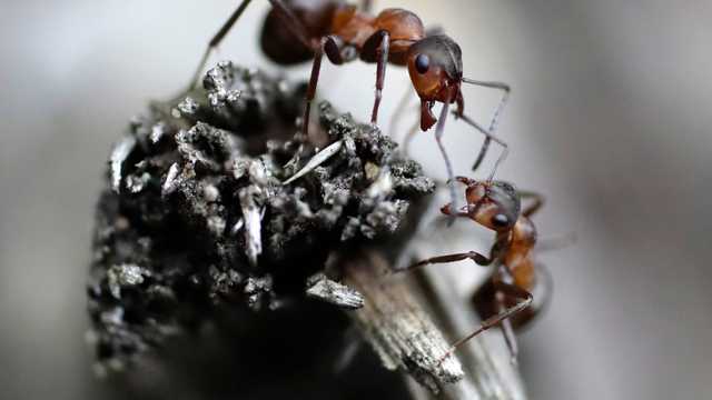 دراسة: النمل يلجأ أيضًا إلى التباعد الاجتماعي عند التعرض لجائحة