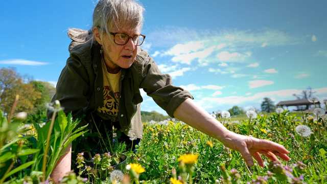 يشبه النيازك.. نبات عمره 400 مليون سنة يعيد تشكيل فهم المناخ