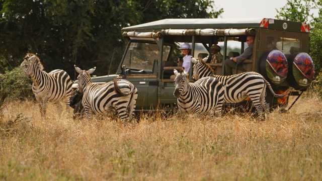 لماذا لم ينجح الإنسان في ترويض الحمار الوحشي رغم قدرته على استئناس الحصان؟