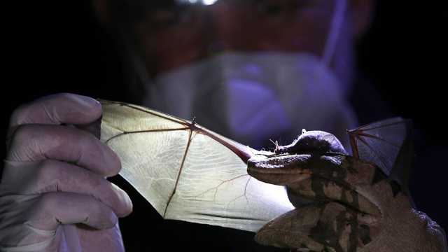 اكتشاف فيروس يشبه كورونا لدى الخفافيش في البرازيل.. فهل يتكرر سيناريو الوباء؟