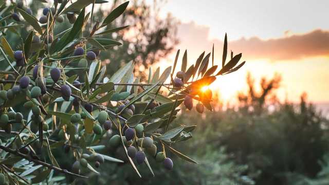 هل تحتاج زراعة الزيتون إلى الكثير من الأسمدة؟ دراسة تجيب