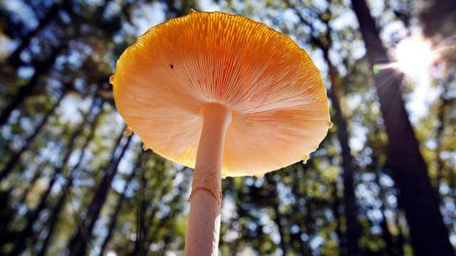 باحثون يطورون طلاءً صديقًا للبيئة من فطر ذيل الديك الرومي كبديل للبلاستيك