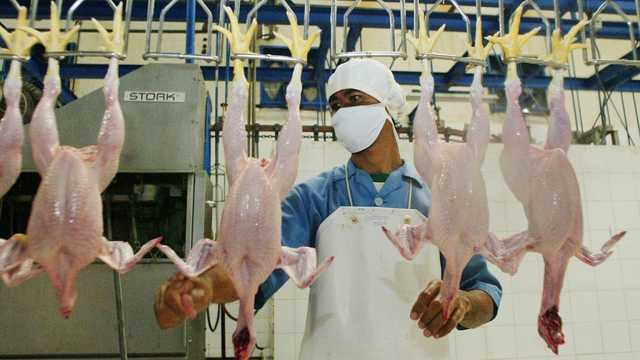 عادة شائعة لكنها خطرة.. خبراء يحذرون: غسل الدجاج يرش البكتيريا على طعامك