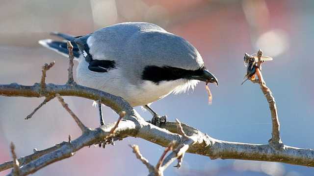 دراسة: أعداد الطيور الآكلة للحشرات تزداد في فرنسا بعد حظر المبيدات
