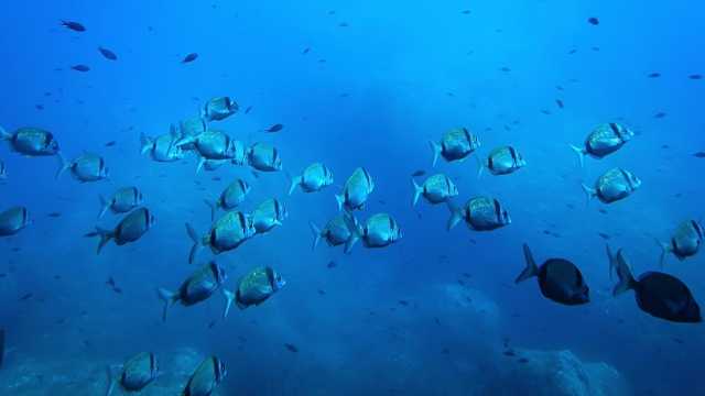 دراسة رائدة: اختبارات تعدين أعماق البحار تؤثر في أكثر من ثلث حيوانات قاع البحر